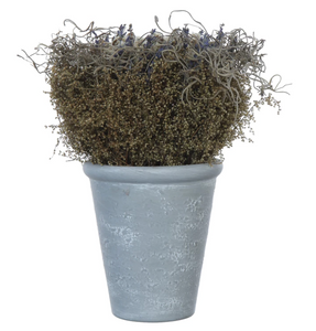 Botanical Arrangement in Cement Pot