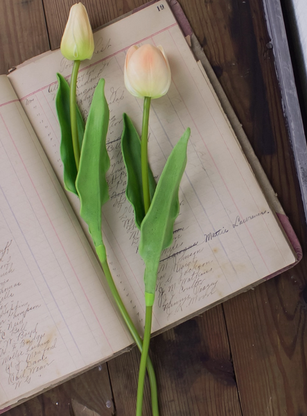 Tulip Stem