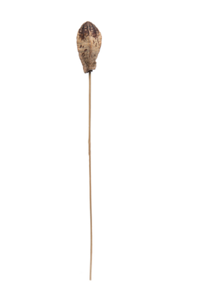 Mahogany Pods on Stem