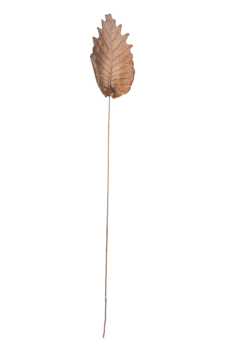 Oak Leaf Stem