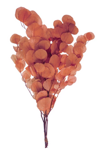 Salmon Dried Natural Eucalyptus Bunch