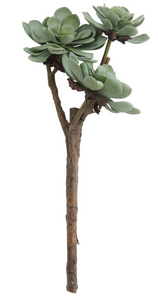 Succulent Branch